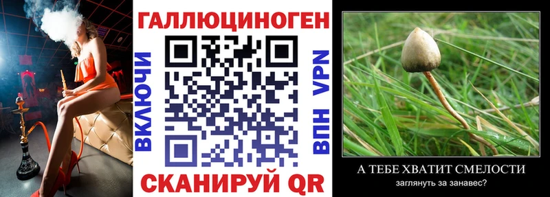 Галлюциногенные грибы Psilocybine cubensis Гаджиево